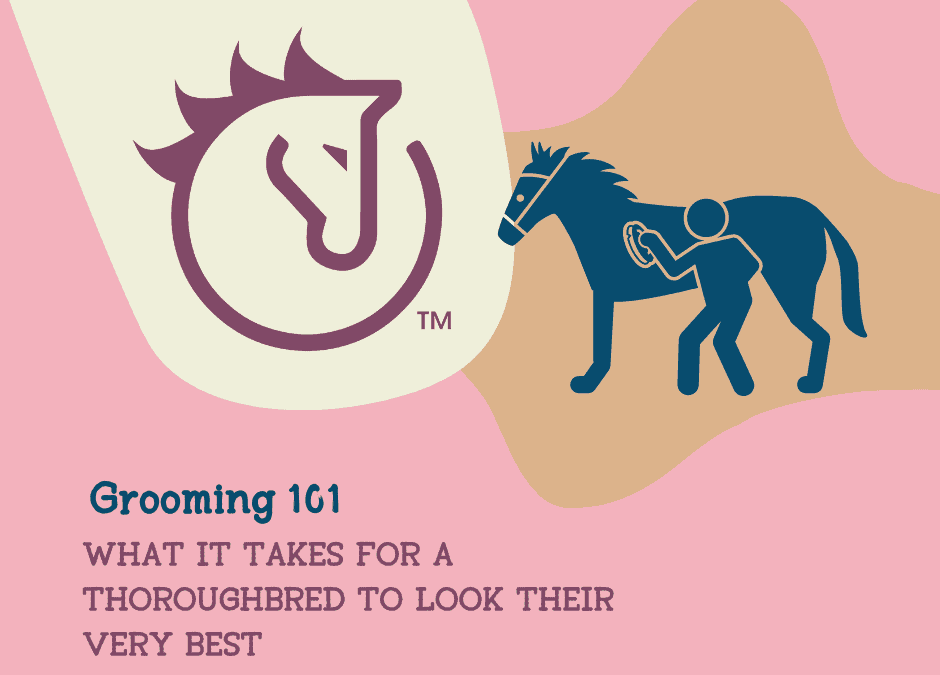 Grooming 101: What It Takes for a Thoroughbred to Look Their Very Best