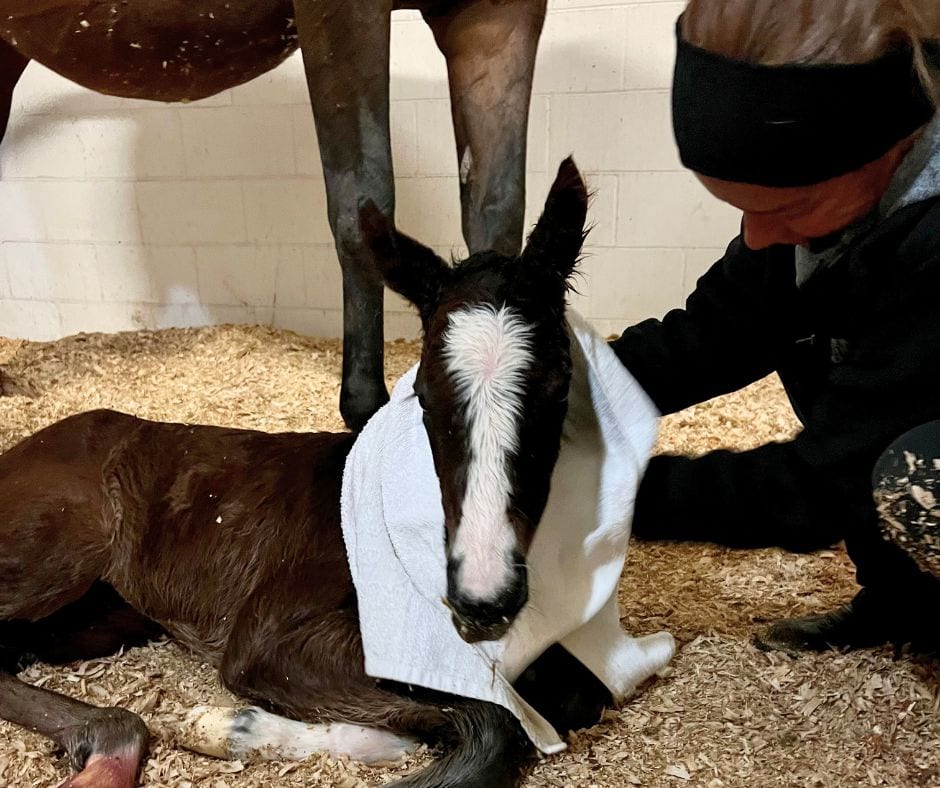 Newborn foal being dried and cared for by the horseOlogy team shortly after birth.