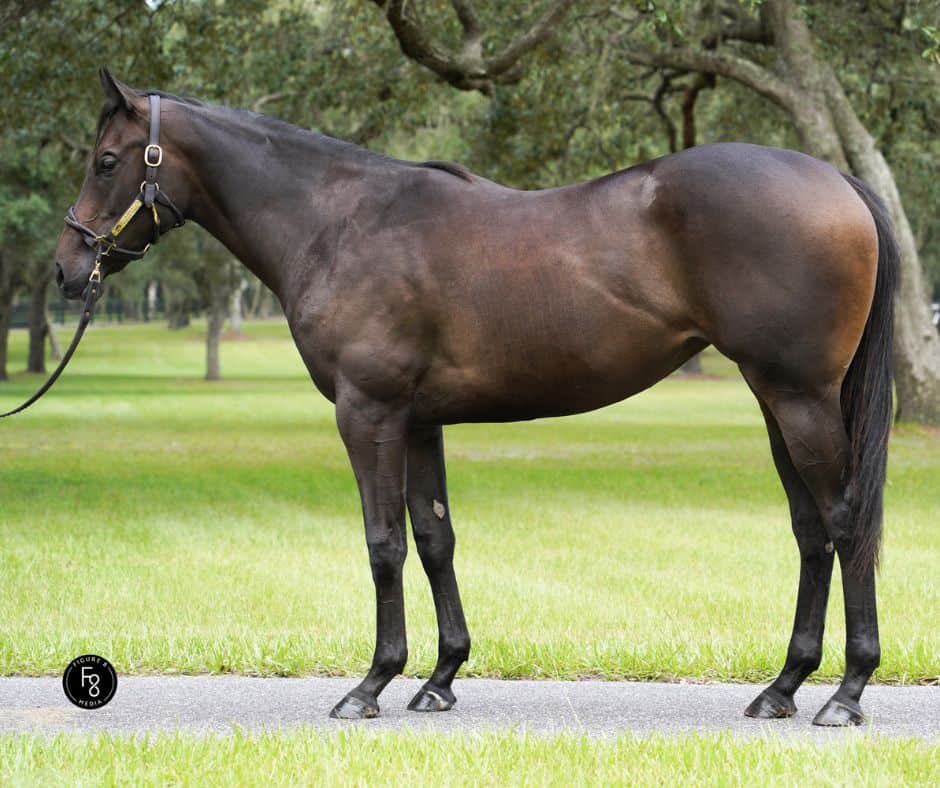 Conformation photo of a Thoroughbred, prepared at horseOlogy for sales presentation