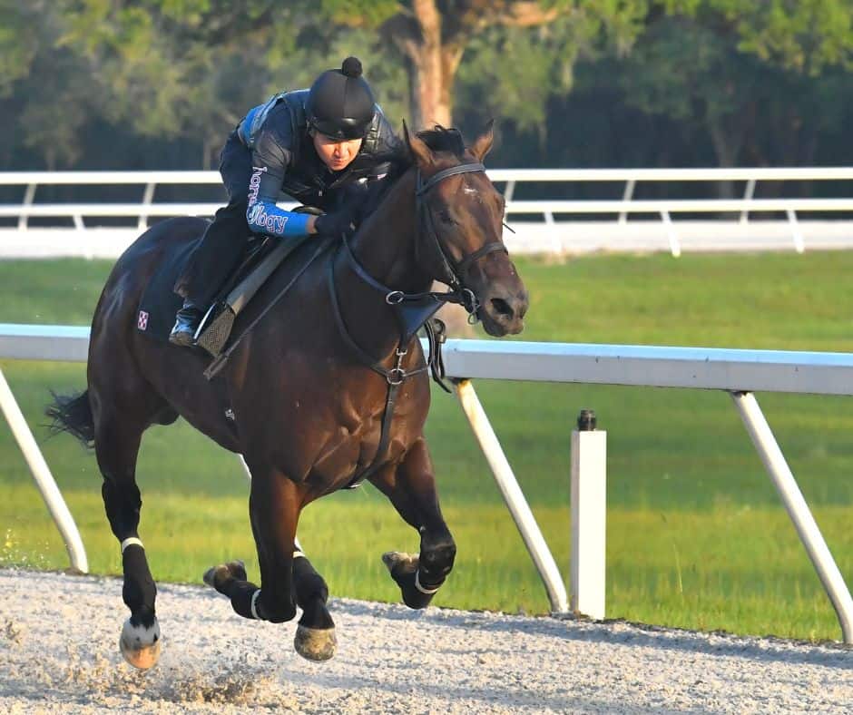 Thoroughbred morning breeze at horseOlogy’s training track