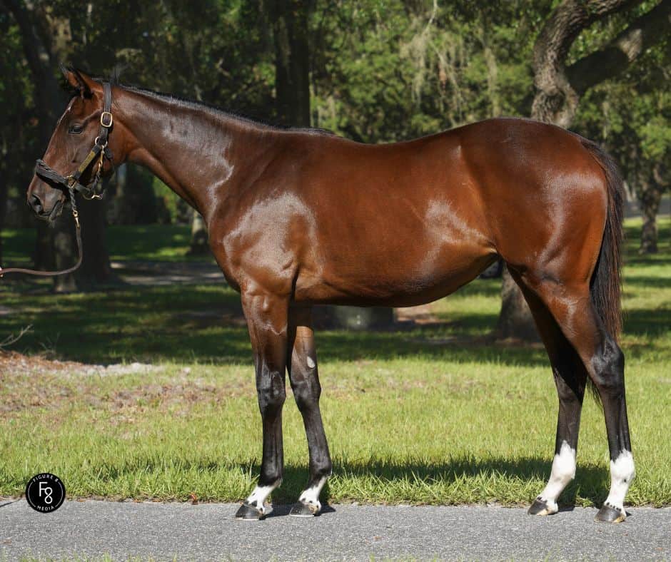 2024 filly by Hard Spun out of Pearl Heist, pinhooking prospect at the sale grounds.