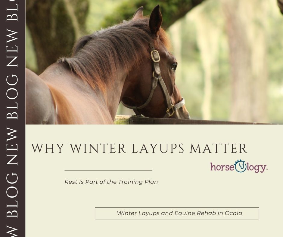 Winter layups and equine rehab in Ocala - Thoroughbred horse enjoying a structured winter layup at horseOlogy in Ocala