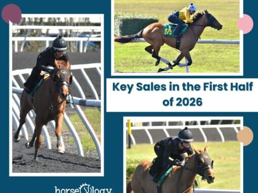 2026 Thoroughbred Sales Calendar | Key Auctions in the First Half of the Year 2026 Thoroughbred Sales Calendar | Key Auctions in the First Half of the Year