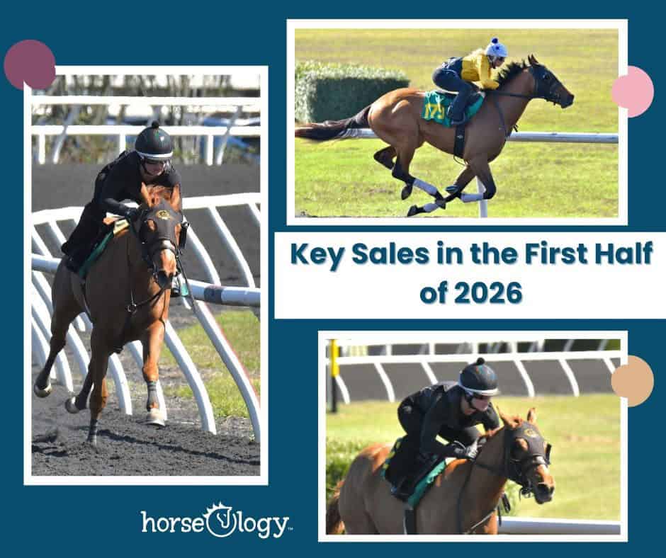 Two-year-olds in training during early 2026 Thoroughbred sales preparation at horseOlogy