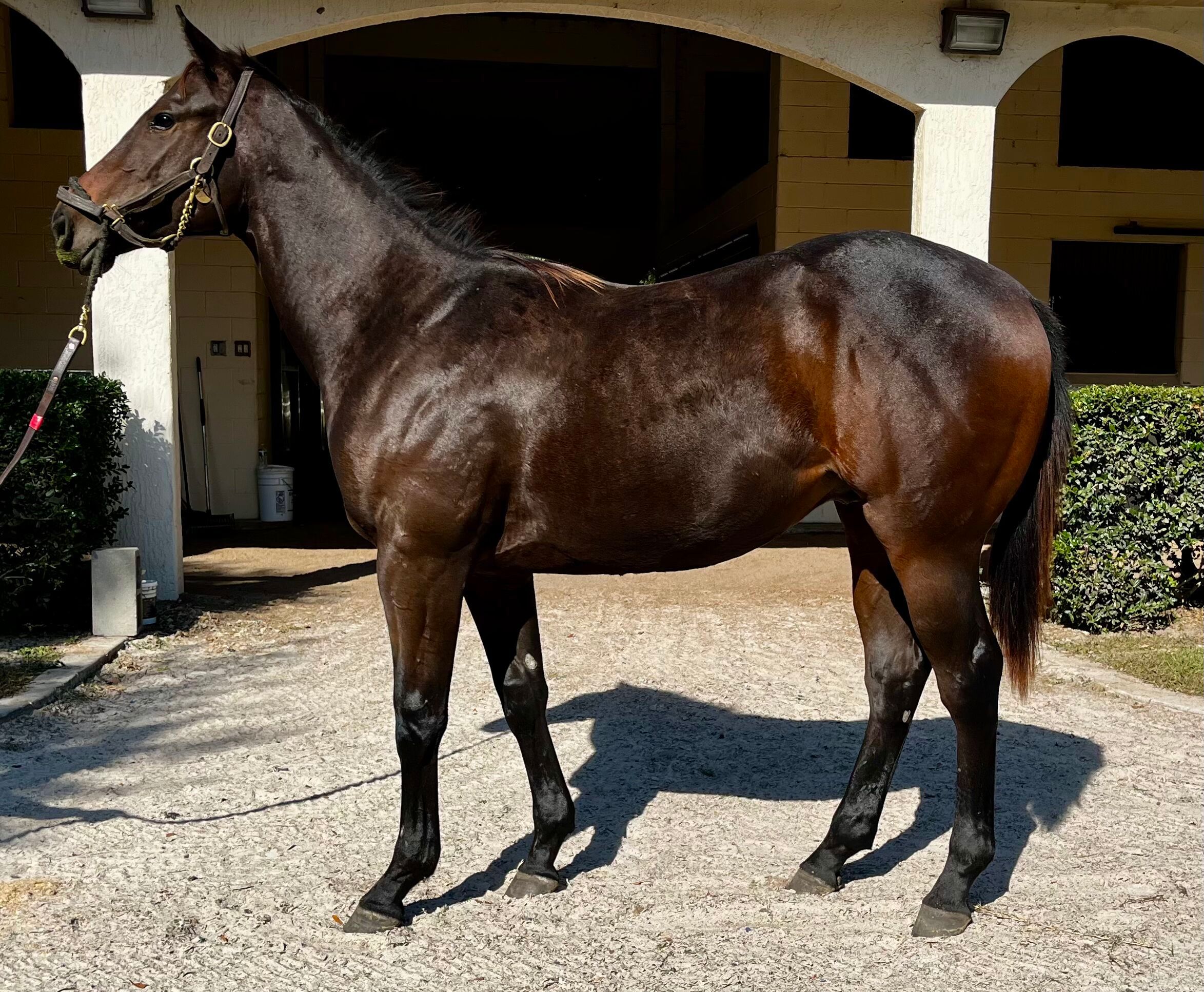 Dark bay or brown Thoroughbred colt Tizsomethingroyal, foaled April 20, 2024, standing at horseOlogy Encore